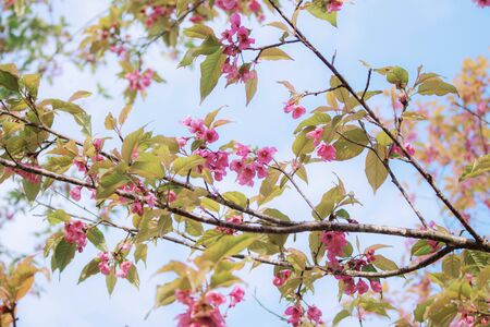 Sakura of brance with the blue sky.の写真素材
