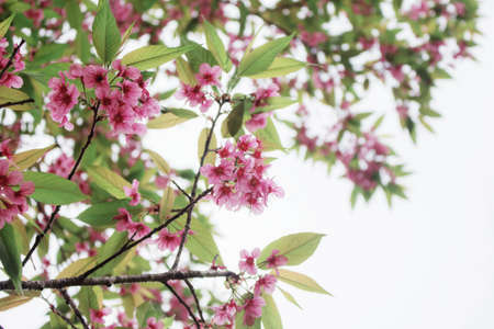 Sakura and leaves with the sky.の写真素材