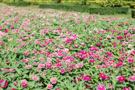 Gerbera on the plots in the garden.の写真素材