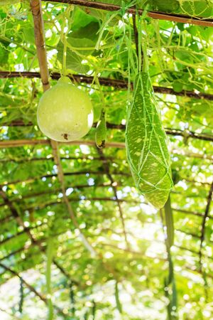 Cultivation on a vine in a vegetable garden.の写真素材