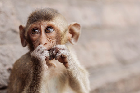 Monkey eating food against wall background.の写真素材