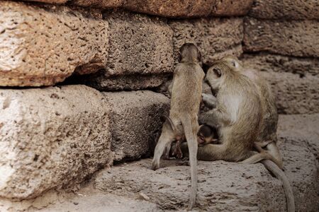 Monkeys sit together in groups at brick wall.の写真素材