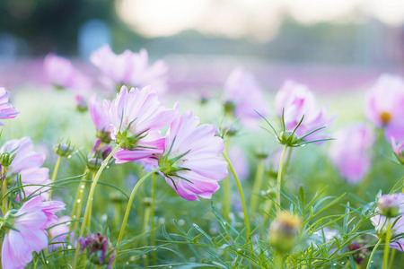 Pink cosmos in the garden with morning at sunlight.の写真素材