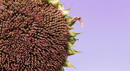 Sunflower dry in field with purple background.の写真素材