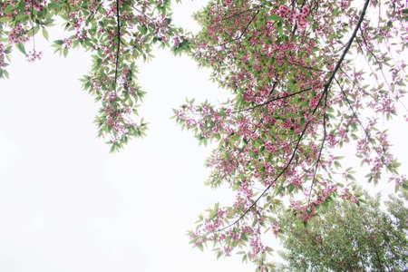 branch of sakura with the sky.