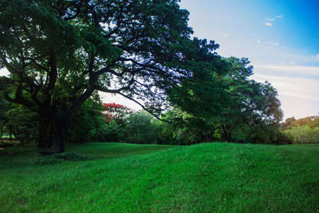 Lawn and trees in the garden with blue sky.の写真素材