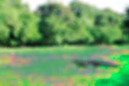 Lawn and trees with blurred images.の写真素材