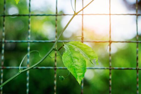 plant on the old iron fence in the garden.の写真素材