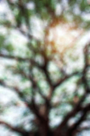 Branches of trees and shadows with blurred images.の写真素材