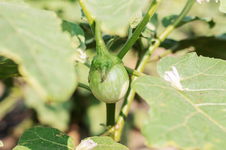 Eggplant on top with the sunlight.の写真素材