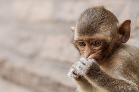 Monkey eating food in the park.の写真素材
