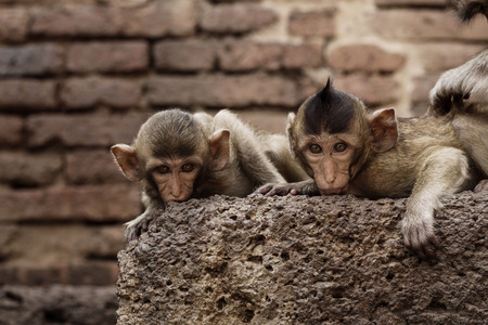 Monkey on a brick with a staring gaze.の写真素材