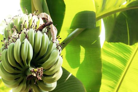 Raw banana and leaves with sunlight.の写真素材