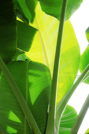 Bananas leaves on tree with the sky.の写真素材