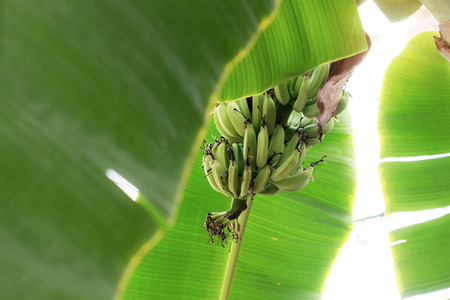 Raw bananas on the tree with sunlight.の写真素材