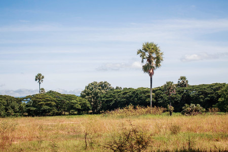 Palm trees on meadow in the countrysideの写真素材