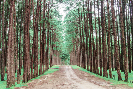 Pine trees and pathways with the beauty of nature.の写真素材