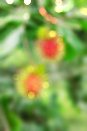 Rambutan on tree with blurred images.の写真素材