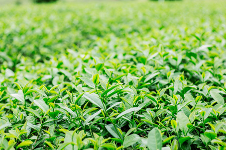 tea leaves are growing with blurry background.の写真素材