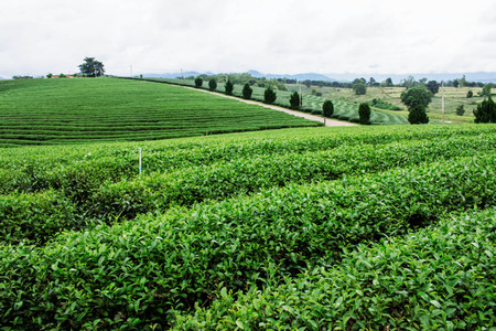 Tea plantation with green nature on the hill.の写真素材