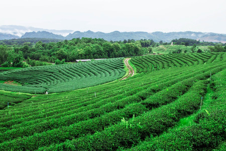 Tea plantation with nature on mountain.の写真素材