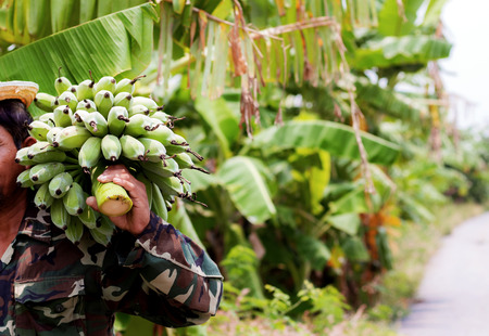 Banana raw with gardener in the countryside.の写真素材