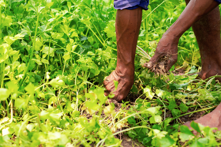 gardeners are removing plant in the countryside.の写真素材