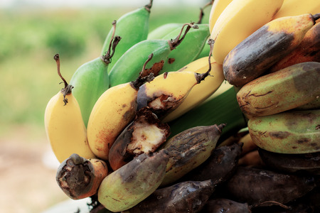 Banana ripe and rotten on tree with sunlight.の写真素材