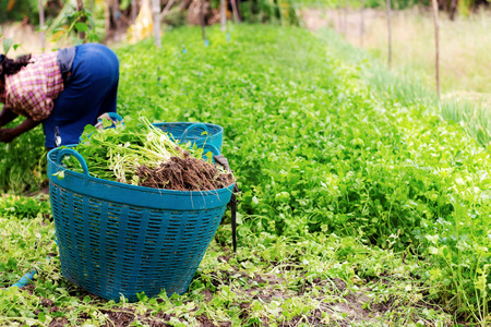 Basket of celery and gardeners in the farm.の写真素材