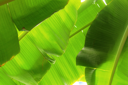 Banana leaves on tree with texture background.の写真素材