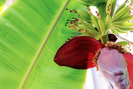 Bananas of bud on trees in farm with sunlight.の写真素材