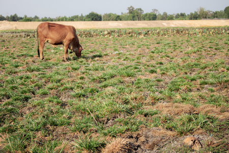 Field in the countryside and cow at sunlight.の写真素材