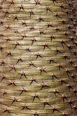 The sharp spikes of trees with texture background.の写真素材