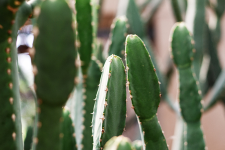 Cactus in the park with sunlight.の写真素材