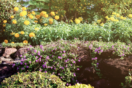 Flower and marigold on plantation in the garden.の写真素材