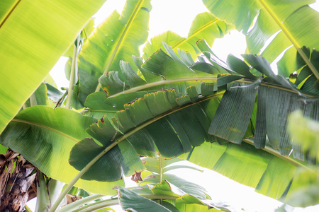Banana leaves with the sunlight at sky.の写真素材