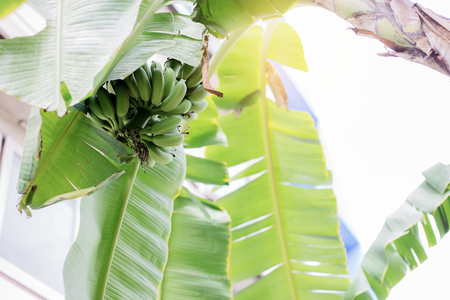 Banana on tree with the sunlight at a daytime.の写真素材