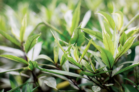 Leaves of plant with sunrise in the park.