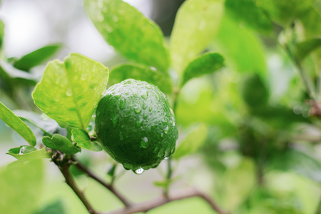 Lemon of wet on tree in the spring.の写真素材