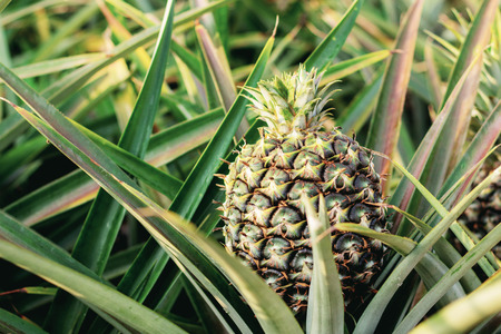 Pineapple on tree in plantation of farm.の写真素材