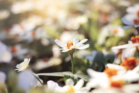 White of flower on plantation in the garden with sunlight.の写真素材