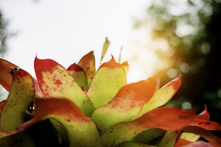 Leaves plant with sunset in the garden.の写真素材