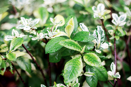 Leaves plant in the rainy season with sunrise.の写真素材