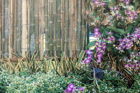 Orchid flower of decoration in garden with bamboo background.の写真素材