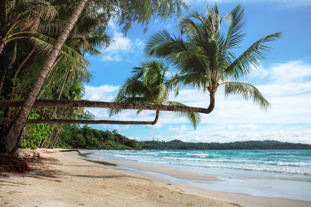 coconut tree on beach at the sea of Thailand.の写真素材