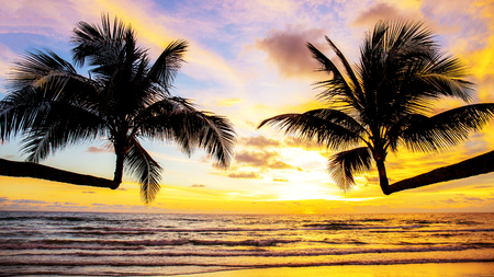 coconut tree with sunset at the sea in Thailand.の写真素材