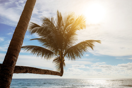 coconut tree with the sunset at sea.の写真素材