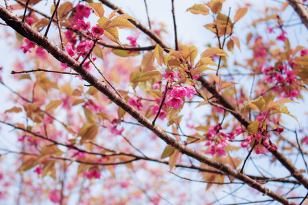 Cherry blossoms in winter with the sky.