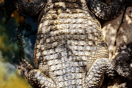Crocodile in zoo with texture of dry skin.