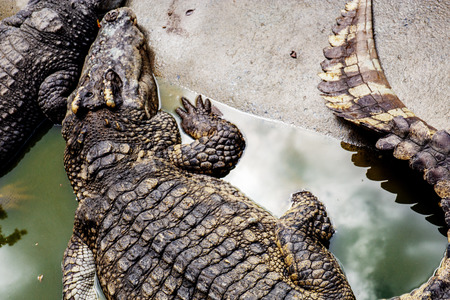Crocodile in zoo with texture of skin at sunlight.の写真素材